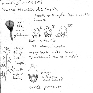 Vorschaubild Ocotea tenella A.C. Sm.